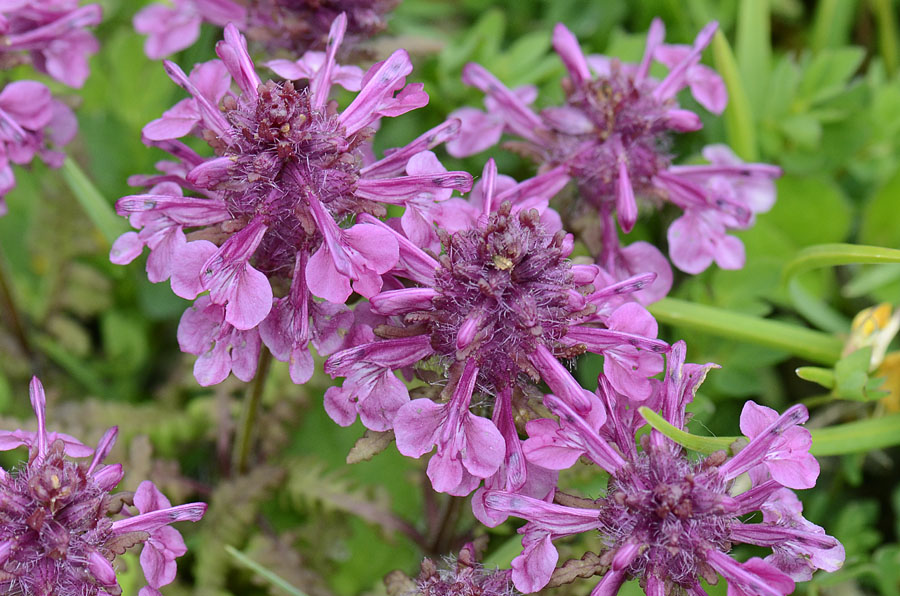 Pedicularis verticillata / Pedicolare a foglie verticillate